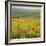 Poppy Fields, South Downs, Sussex, England, UK, Europe-John Miller-Framed Photographic Print