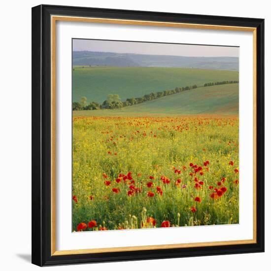 Poppy Fields, South Downs, Sussex, England, UK, Europe-John Miller-Framed Photographic Print