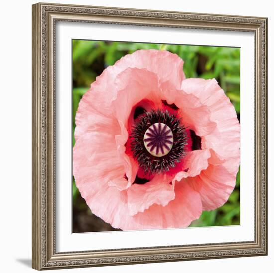 Poppy Flower I-Joseph Eta-Framed Giclee Print