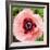 Poppy Flower I-Joseph Eta-Framed Giclee Print