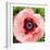 Poppy Flower I-Joseph Eta-Framed Giclee Print