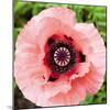 Poppy Flower I-Joseph Eta-Mounted Giclee Print