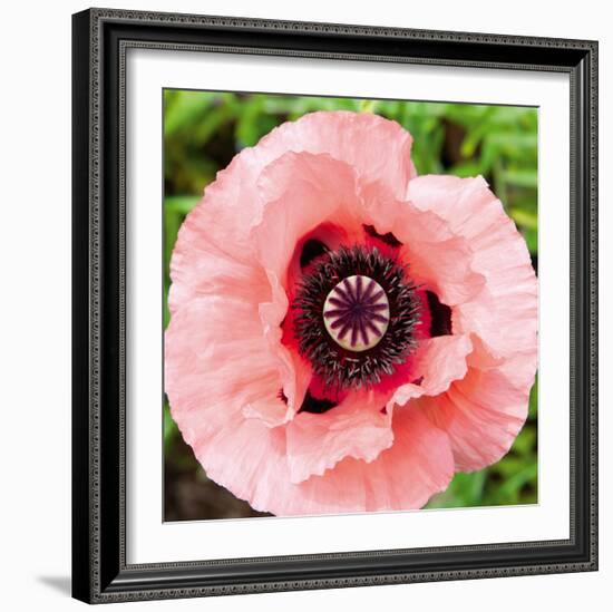Poppy Flower I-Joseph Eta-Framed Giclee Print