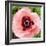 Poppy Flower I-Joseph Eta-Framed Giclee Print