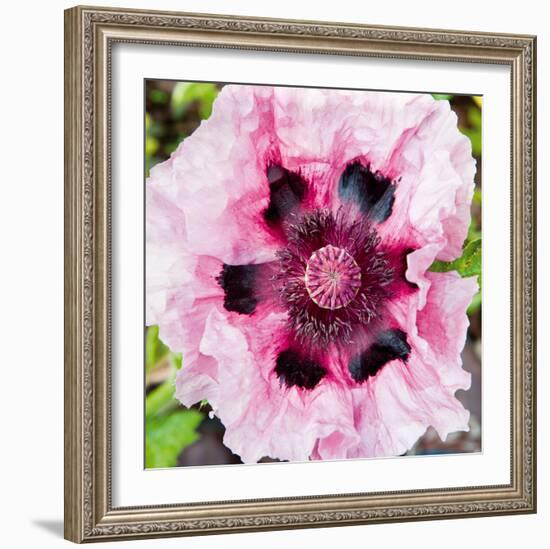 Poppy Flower II-Joseph Eta-Framed Giclee Print