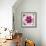 Poppy Flower II-Joseph Eta-Framed Giclee Print displayed on a wall