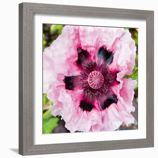 Poppy Flower II-Joseph Eta-Framed Giclee Print