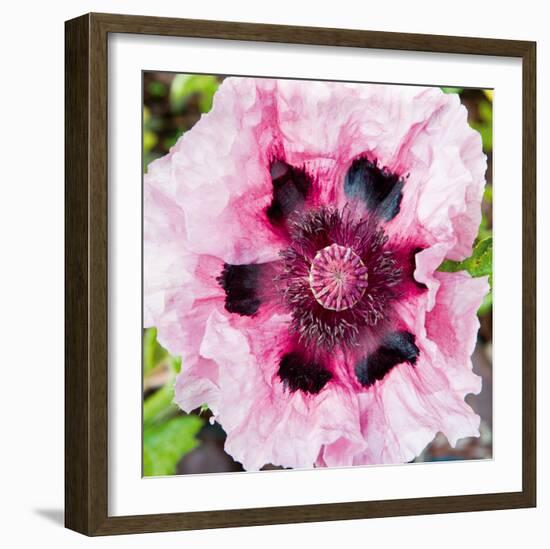 Poppy Flower II-Joseph Eta-Framed Giclee Print