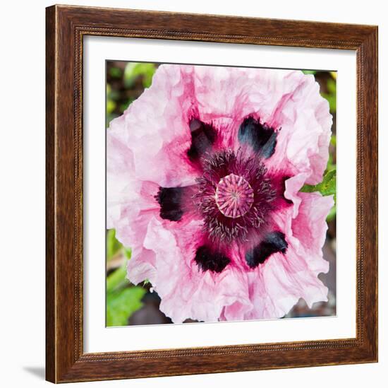 Poppy Flower II-Joseph Eta-Framed Giclee Print