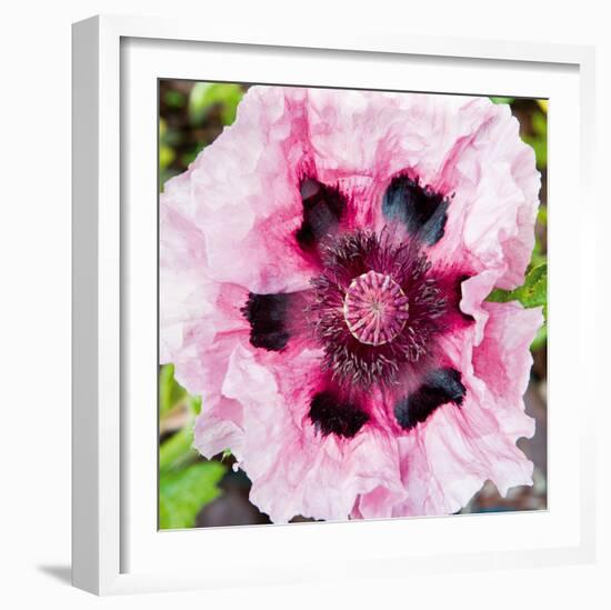 Poppy Flower II-Joseph Eta-Framed Giclee Print