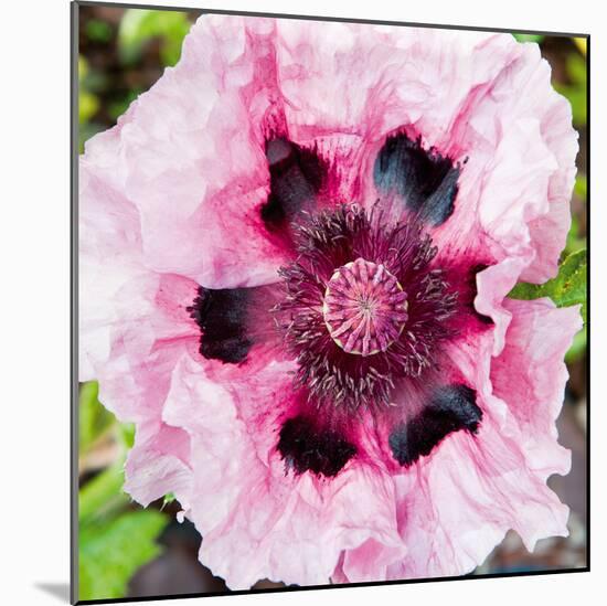 Poppy Flower II-Joseph Eta-Mounted Giclee Print