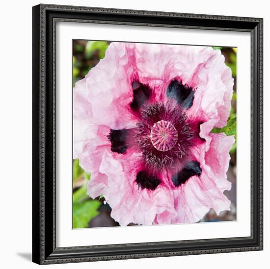 Poppy Flower II-Joseph Eta-Framed Giclee Print