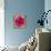 Poppy Flower III-Joseph Eta-Giclee Print displayed on a wall