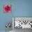 Poppy Flower III-Joseph Eta-Giclee Print displayed on a wall