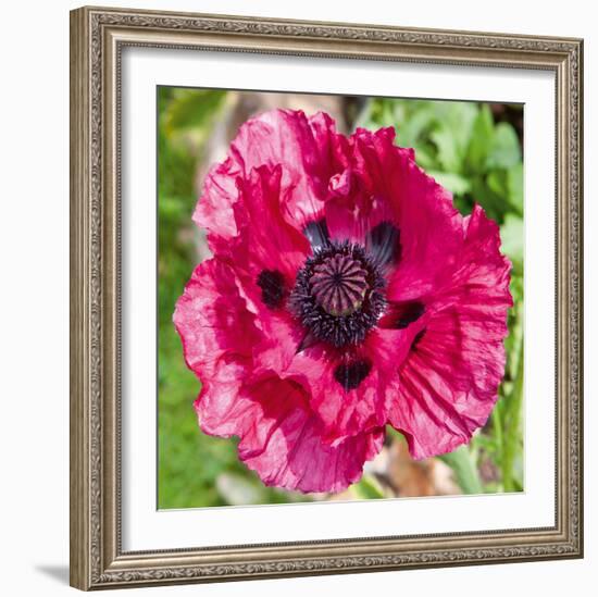 Poppy Flower III-Joseph Eta-Framed Giclee Print