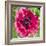 Poppy Flower III-Joseph Eta-Framed Giclee Print