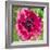 Poppy Flower III-Joseph Eta-Framed Giclee Print