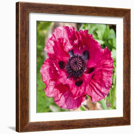 Poppy Flower III-Joseph Eta-Framed Giclee Print