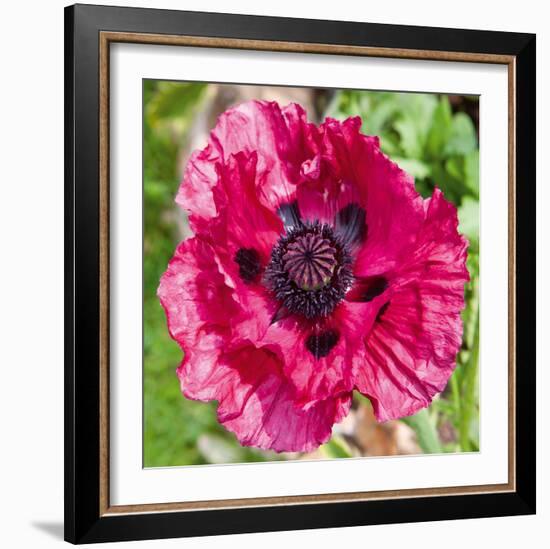 Poppy Flower III-Joseph Eta-Framed Giclee Print