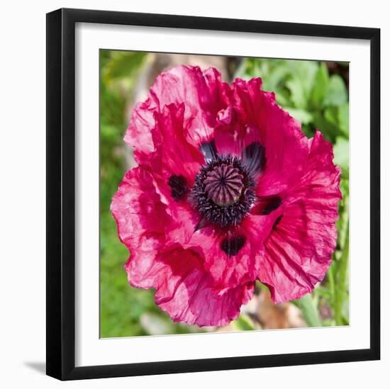 Poppy Flower III-Joseph Eta-Framed Giclee Print