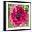 Poppy Flower III-Joseph Eta-Framed Giclee Print