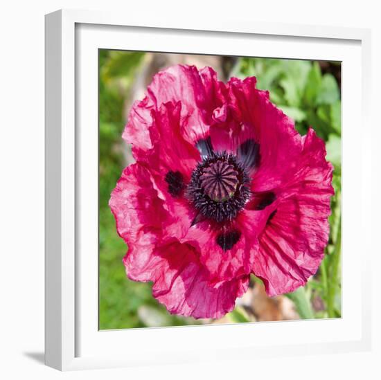 Poppy Flower III-Joseph Eta-Framed Giclee Print