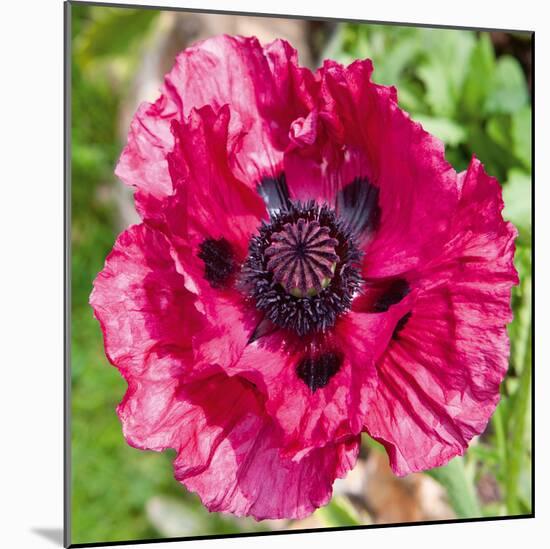 Poppy Flower III-Joseph Eta-Mounted Giclee Print