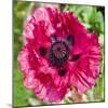 Poppy Flower III-Joseph Eta-Mounted Giclee Print