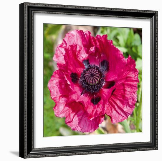 Poppy Flower III-Joseph Eta-Framed Giclee Print