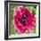 Poppy Flower III-Joseph Eta-Framed Giclee Print