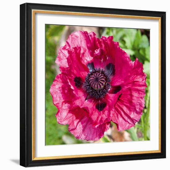 Poppy Flower III-Joseph Eta-Framed Giclee Print