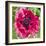 Poppy Flower III-Joseph Eta-Framed Giclee Print