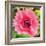 Poppy Flower IV-Joseph Eta-Framed Giclee Print