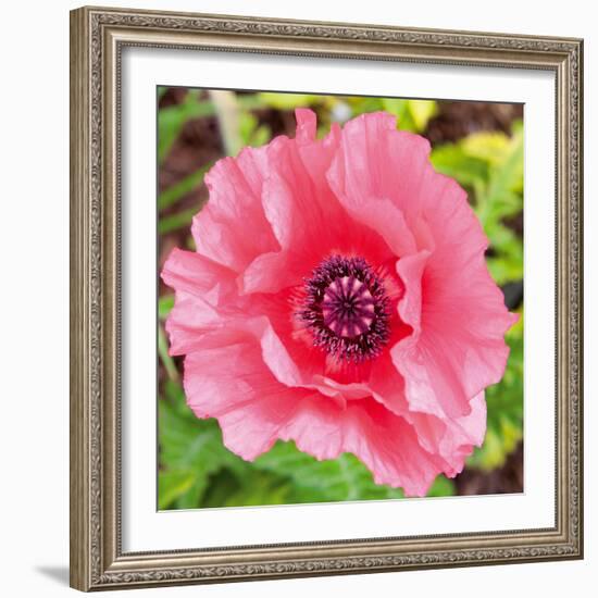 Poppy Flower IV-Joseph Eta-Framed Giclee Print