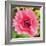 Poppy Flower IV-Joseph Eta-Framed Giclee Print