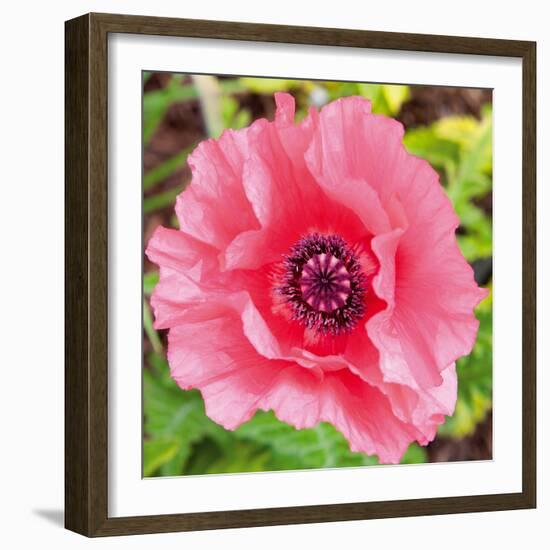 Poppy Flower IV-Joseph Eta-Framed Giclee Print