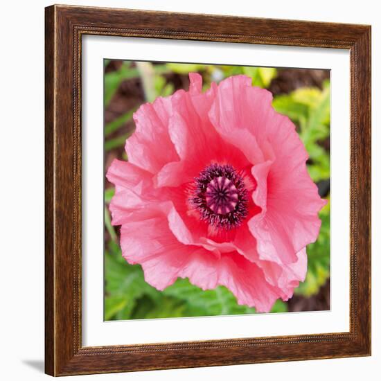 Poppy Flower IV-Joseph Eta-Framed Giclee Print