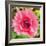 Poppy Flower IV-Joseph Eta-Framed Giclee Print