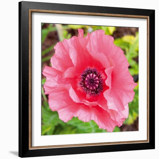 Poppy Flower IV-Joseph Eta-Framed Giclee Print