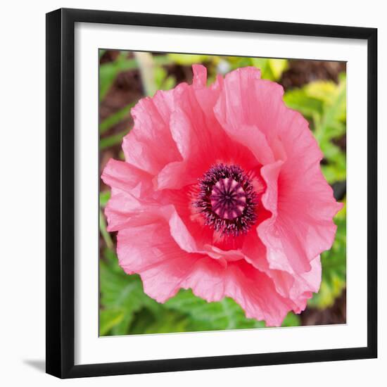 Poppy Flower IV-Joseph Eta-Framed Giclee Print