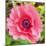 Poppy Flower IV-Joseph Eta-Mounted Giclee Print