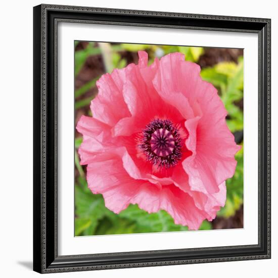 Poppy Flower IV-Joseph Eta-Framed Giclee Print