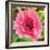 Poppy Flower IV-Joseph Eta-Framed Giclee Print