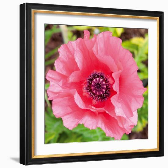 Poppy Flower IV-Joseph Eta-Framed Giclee Print