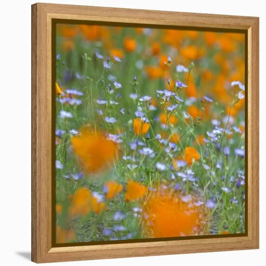 Poppy Flower Mix-Vincent James-Framed Premier Image Canvas