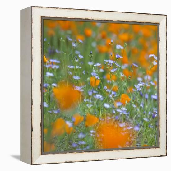 Poppy Flower Mix-Vincent James-Framed Premier Image Canvas