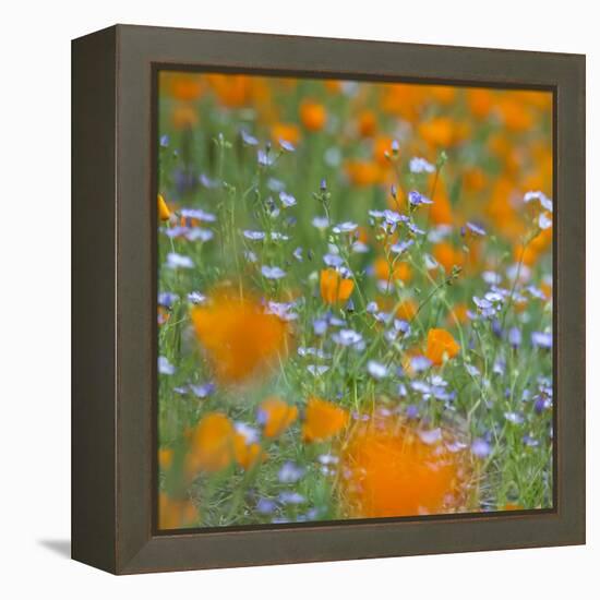 Poppy Flower Mix-Vincent James-Framed Premier Image Canvas
