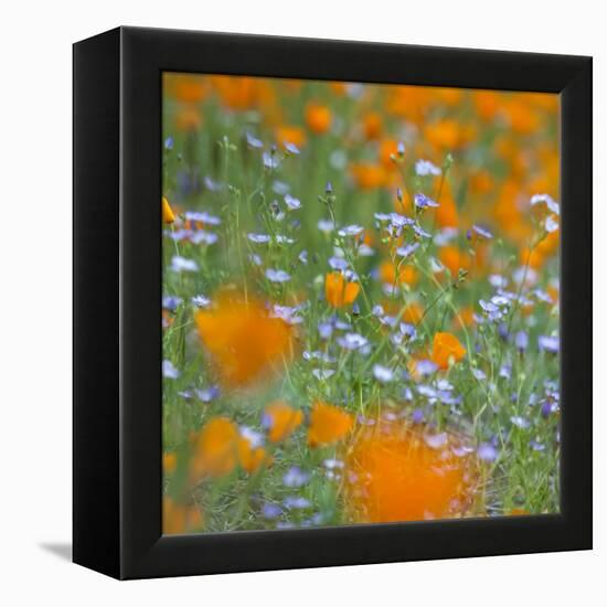 Poppy Flower Mix-Vincent James-Framed Premier Image Canvas