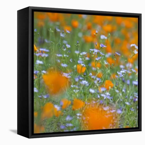 Poppy Flower Mix-Vincent James-Framed Premier Image Canvas