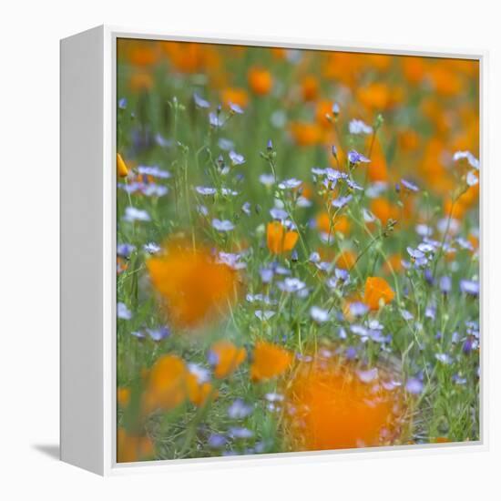 Poppy Flower Mix-Vincent James-Framed Premier Image Canvas